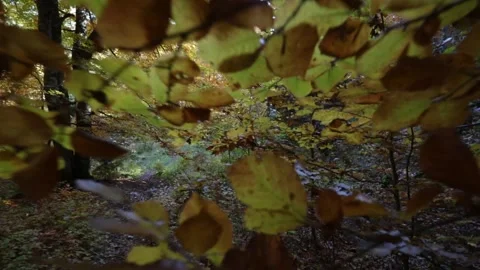 Dive into the leaves - Autumn forest Stock Footage 165801277