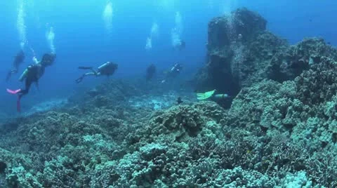 Dive Master checking out the Reef Stock Footage 10731741