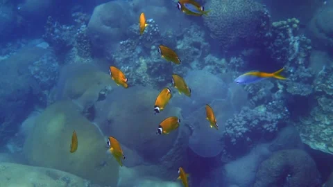 Dive into the mesmerizing world of the underwater reef Stock Footage 249548234
