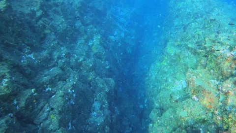 Dive into ocean valley with corals and group of Scissortail Sergeant blue Damsel Stock Footage 242999990