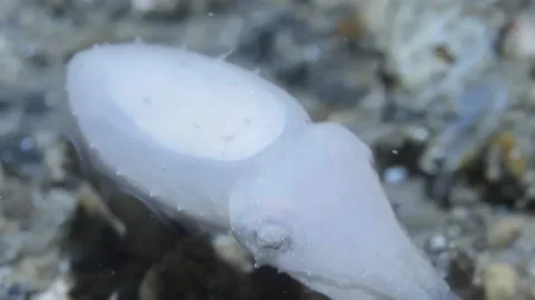 Dive into underwater world White Cuttlefish on seabed. Stock Footage 233024532