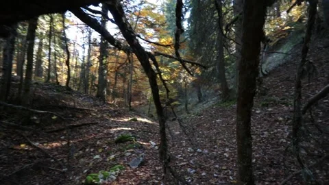 Dive into the woods - Autumn forest Stock Footage 165801273