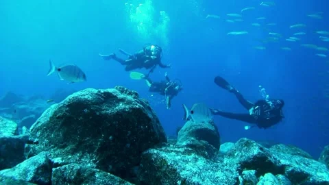 Divemaster makes unerwater trip for students Vidéo 158799332
