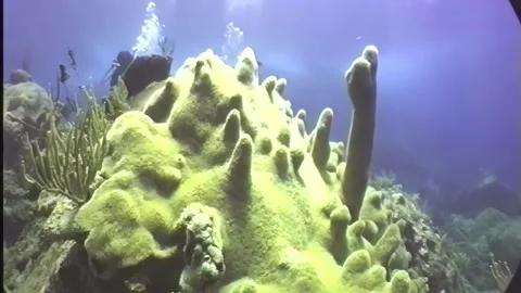 DIVER 7 Stock Footage 306670252