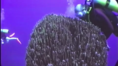 DIVER 8 Stock Footage 306545597