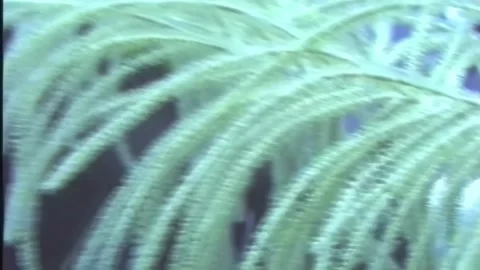 DIVER 9 Stock Footage 306539956