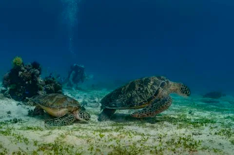 Diver among turtles Stock Photos