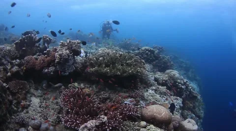 Diver and fish Vidéo 39985429