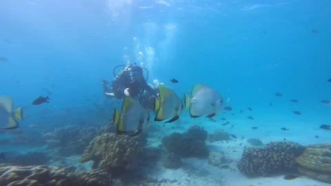 DIVER AND FISH Stock Footage 276476352