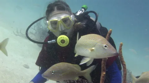 Diver and Grumpy fish in underwater seabed of ocean. Stock Footage 233515192