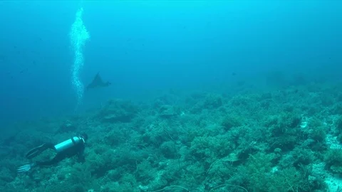 Diver and Manta ray on a coral reef 4k Stock Footage 71107953