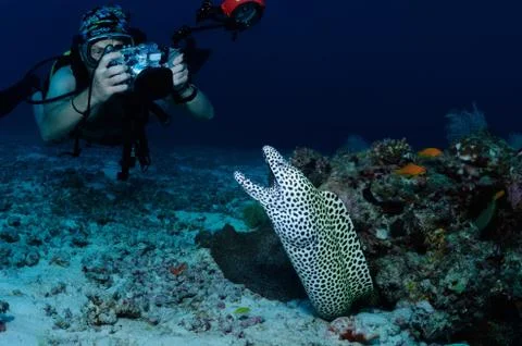 Diver and moray eel Foto stock