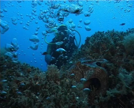 Diver and Octopus (D075) 動画素材 150456