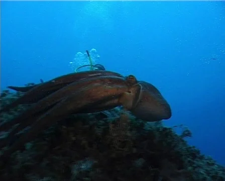 Diver and Octopus (D076) 動画素材 150110