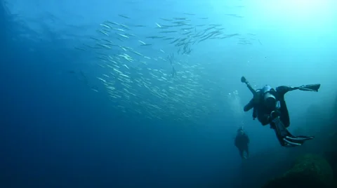 Diver and school of fish Stock Footage 33851892