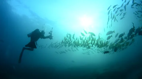 Diver and school of fish Stock Footage 33870310