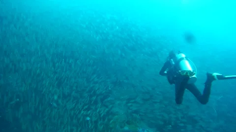 Diver and school of fish, Thailand Stock Footage 246785751