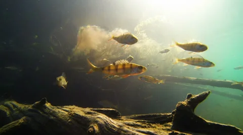 Diver and a school of perch Stock Footage 34035080