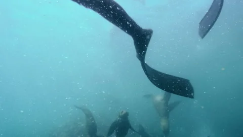 Diver and the seals in the ocean Stock Footage 279419338