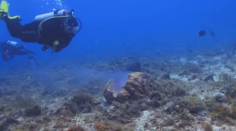 Diver and Sponge spawning Vidéo 5064982