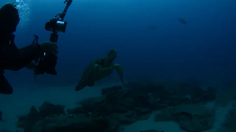 Diver and turtle Stock Footage 33873191