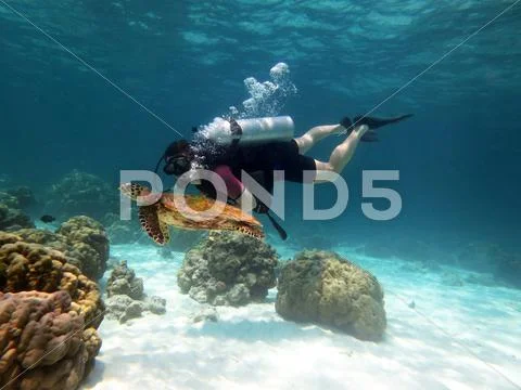 Diver and turtle Stock Photos