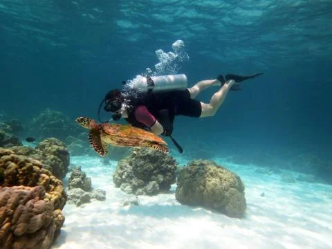Diver and turtle Stock Photos