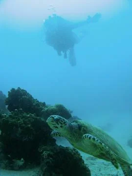 Diver and Turtle Stock Photos