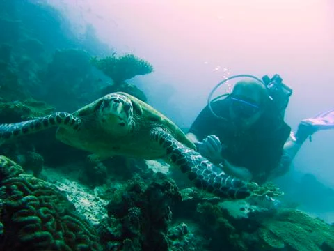 Diver and Turtle Stock Photos