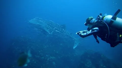 Diver and whale shark Stock Footage 239159602