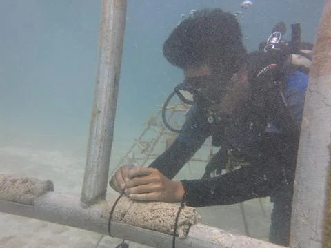 A diver arrange the substrate at artificial reef area in Malaysia Stock Photos