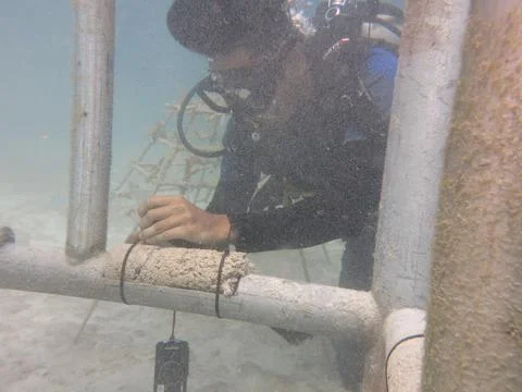 A diver arrange the substrate at artificial reef area in Malaysia Stock Photos