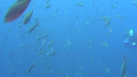 Diver on background of school of fish underwater in sea of Galapagos Islands. Stock Footage