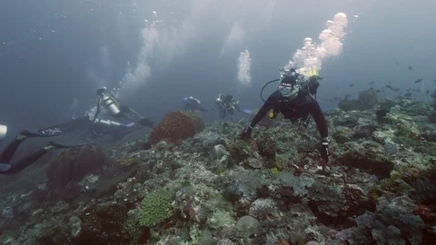 Diver on background School of fish underwater landscape in sea of Banda Video stock 120724067