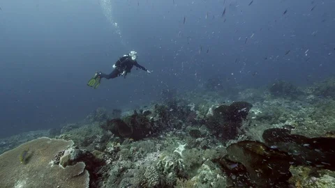 Diver on background School of fish underwater landscape in sea of Banda Video stock 120724085