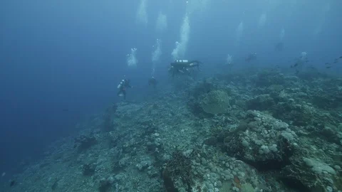 Diver on background School of fish underwater landscape in sea of Banda Video stock 120724128