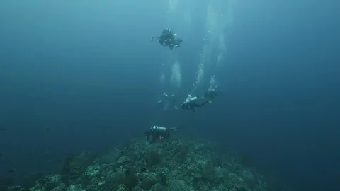 Diver on background School of fish underwater landscape in sea of Banda Video stock 120724145