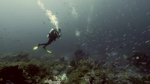 Diver on background School of fish underwater landscape in sea of Banda Video stock 149576220