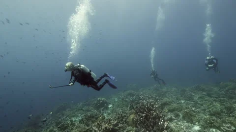 Diver on background School of fish underwater landscape in sea of Banda Video stock 149576481