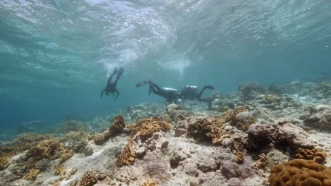 Diver on background School of fish underwater landscape in sea of Banda Video stock 149576511