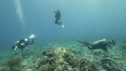 Diver on background School of fish underwater landscape in sea of Banda Video stock 149576514