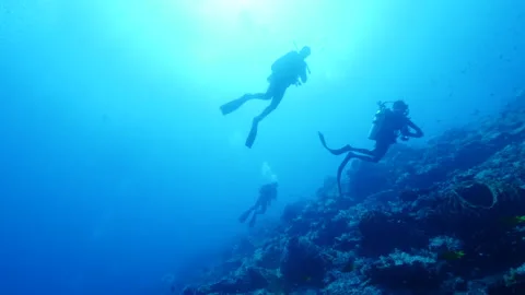 Diver on background School of fish underwater landscape in sea of Banda Video stock 149576777