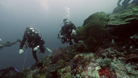 Diver on background School of fish underwater landscape in sea of Banda Video stock 149576782