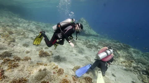 Diver on background School of fish underwater landscape in sea of Banda Stock Footage 155150734