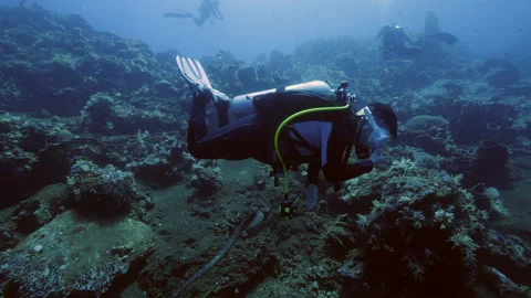 Diver on background School of fish underwater landscape in sea of Banda Stock Footage 155150766