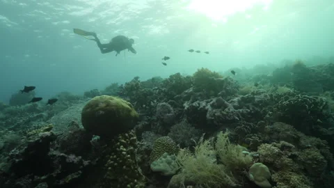 Diver on background School of fish underwater landscape in sea of Banda Stock Footage 155150822