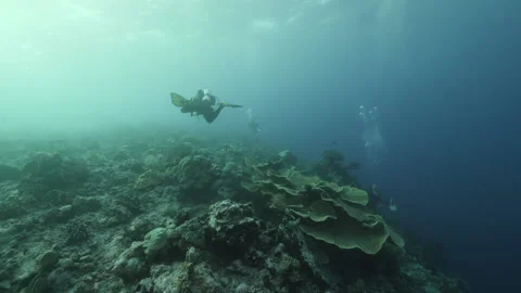 Diver on background School of fish underwater landscape in sea of Banda Video stock 155150960