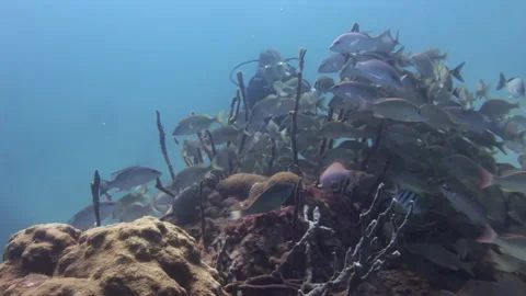 Diver on background of school of Grumpy fish in underwater seabed of ocean. Stock Footage 233515819