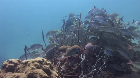 Diver on background of school of Grumpy fish in underwater seabed of ocean. Stock Footage 263187269