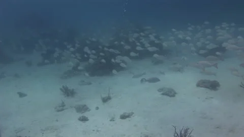 Diver on background of school of grunt fish in underwater life of ocean. Stock Footage 234117942